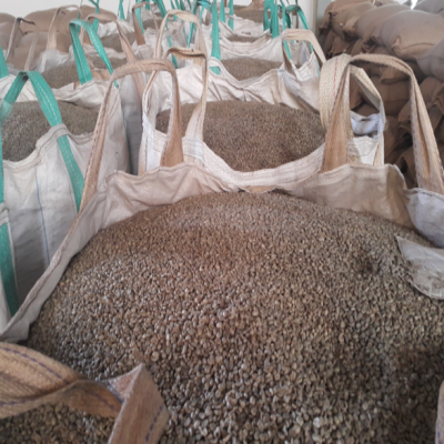 Dry mill and recently hulled beans2